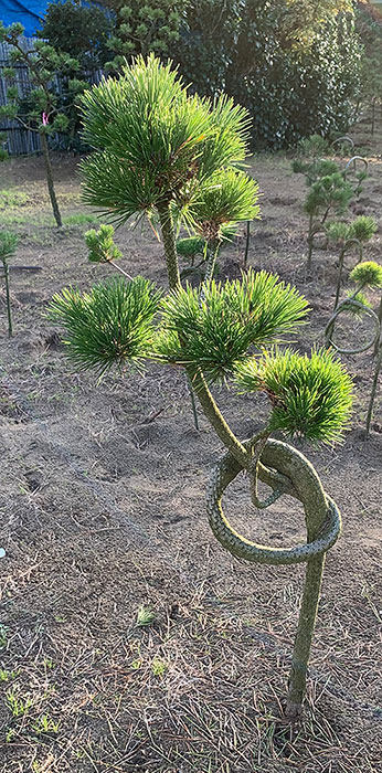 お菊の松　結び　圃場写真